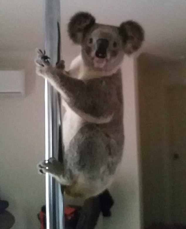 3665cd7200000578 3696715 a koala has been caught on film shimmying up and down a silver p m 22 1468893241736