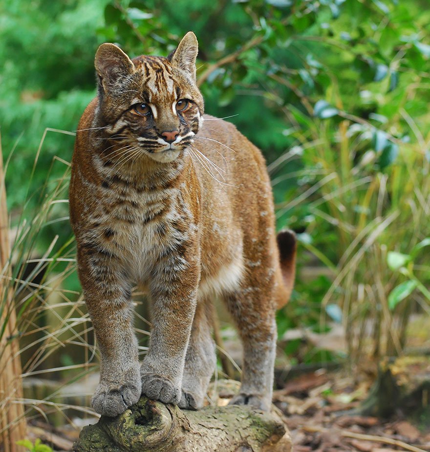 unusual-wild-cats-30__880 unusual wild cats 30 880