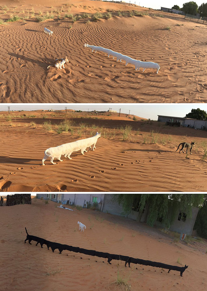 panorama pictures photobombed by animals 5 5c6d762844020 700