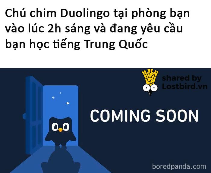 funny duolingo bird memes 15 5ca4c04aad993 700