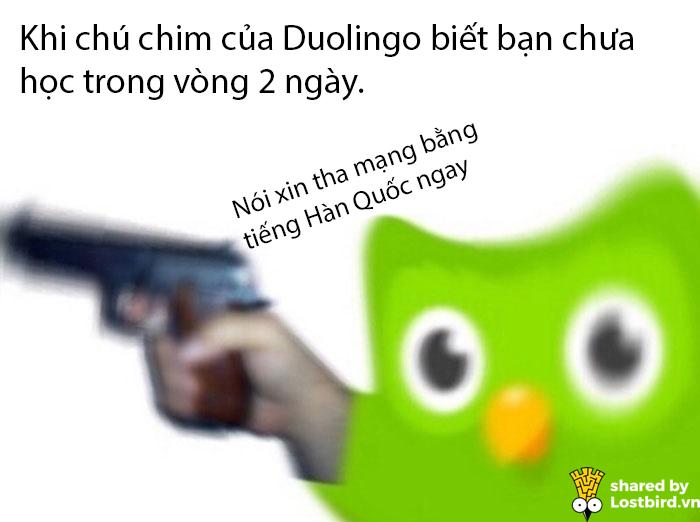 funny duolingo bird memes 23 5ca4cc0e6ce3a 700