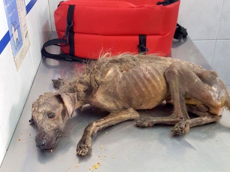 dying street dog didnt have much time left then an angel saved his life the before and after photos are unbelievable 768x576