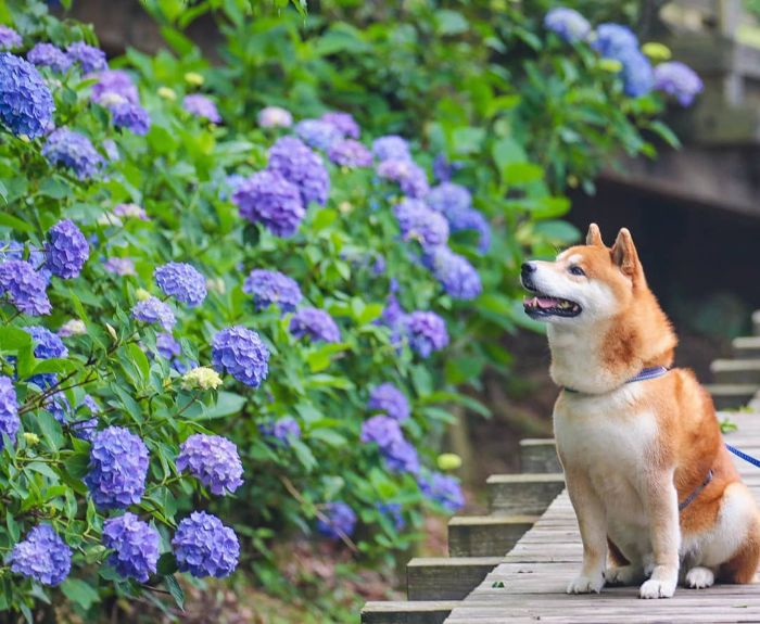shiba inu dog flower fields photography masayo ishizuki japan 10 5cdbf355ed6f0 700