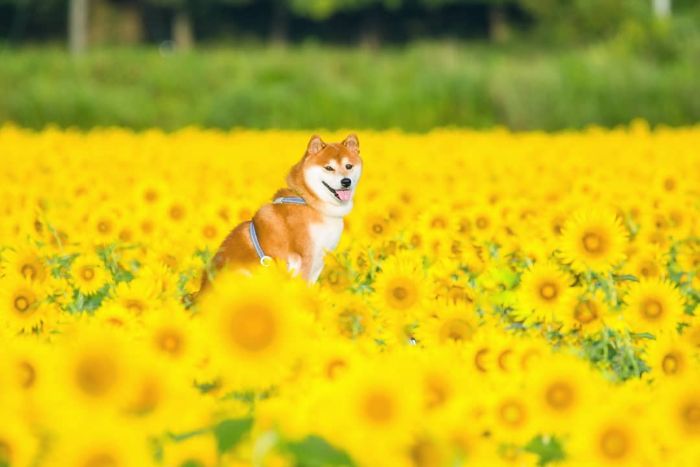 shiba inu dog flower fields photography masayo ishizuki japan 15 5cdbf3618f37f 700