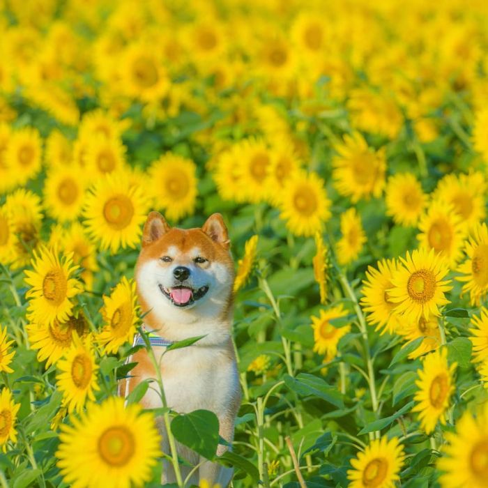 shiba inu dog flower fields photography masayo ishizuki japan 16 5cdbf363ed930 700