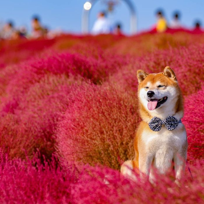 shiba inu dog flower fields photography masayo ishizuki japan 18 5cdbf368ca280 700