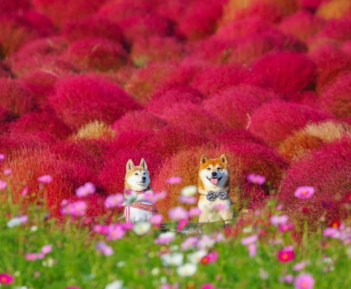 shiba inu dog flower fields photography masayo ishizuki japan 19 5cdbf36b1fca9 700