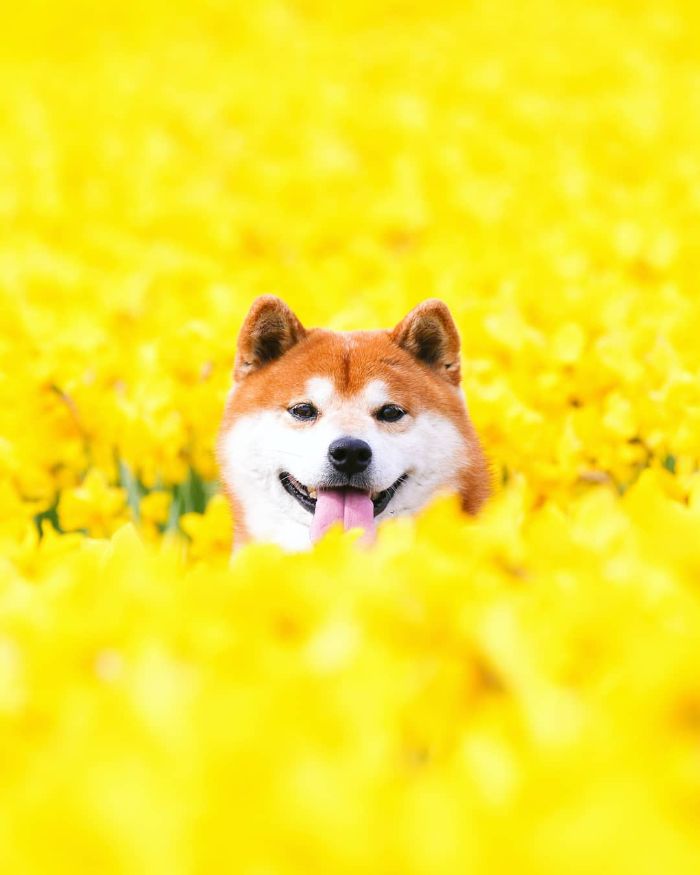shiba inu dog flower fields photography masayo ishizuki japan 21 5cdbf37078609 700