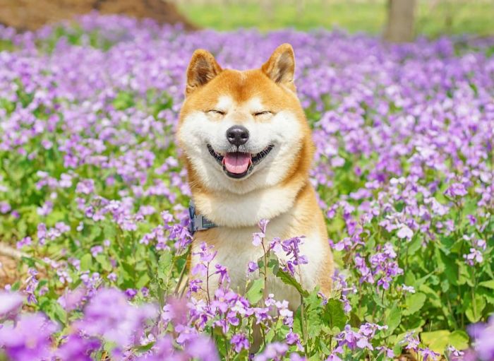 shiba inu dog flower fields photography masayo ishizuki japan 24 5cdbf37794320 700