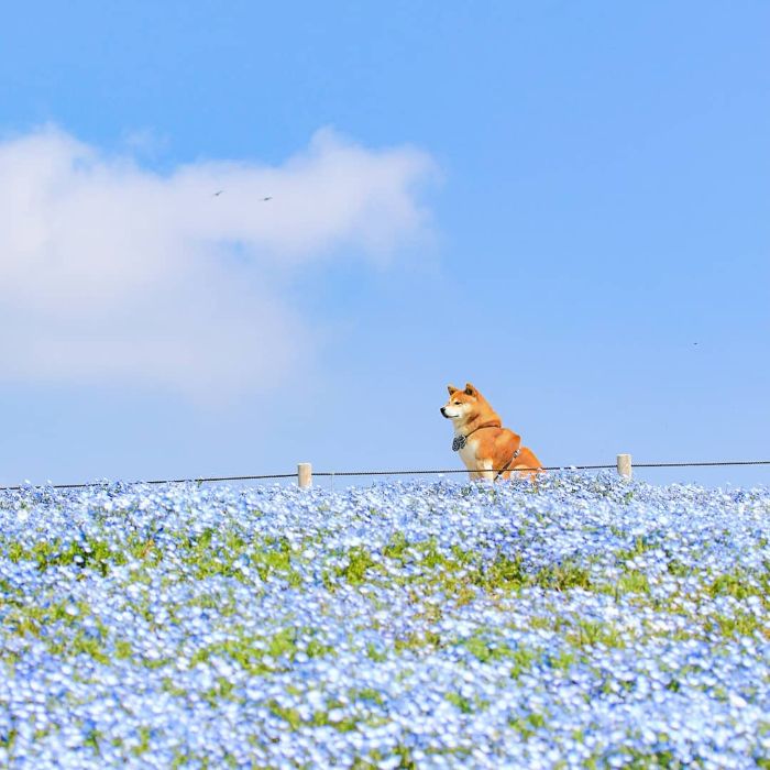 shiba inu dog flower fields photography masayo ishizuki japan 7 5cdbf34e50208 700