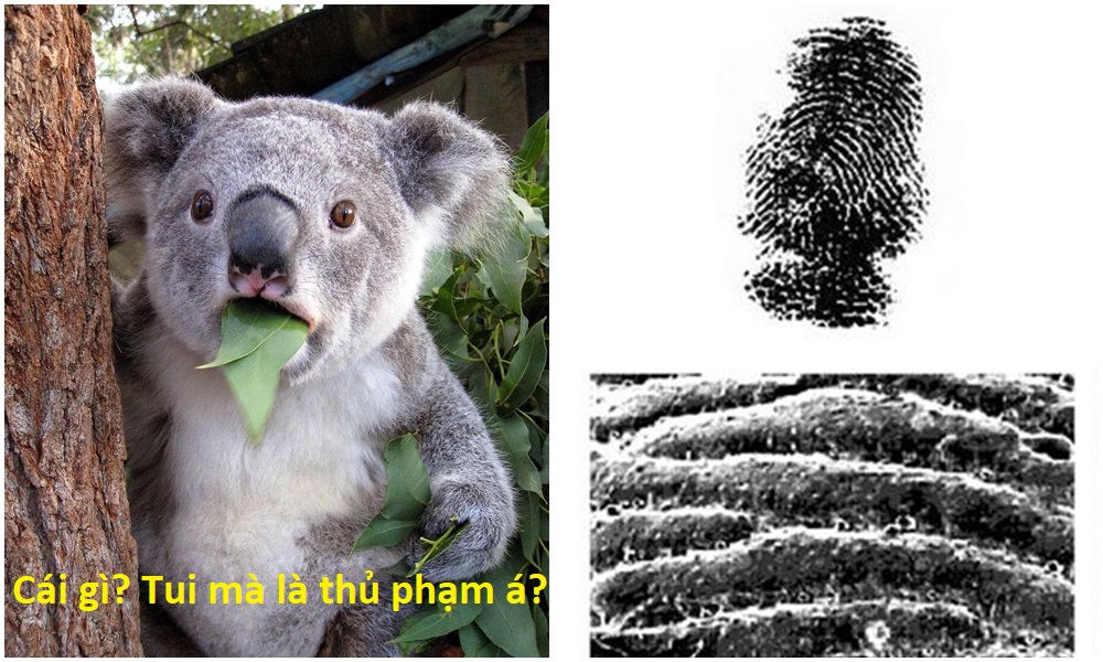 koala 2