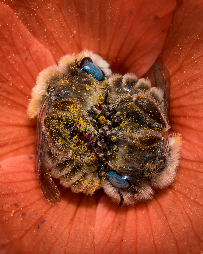 bees sleeping flower nature wildlife photography joe neely 10 5cb5bbbc80bb6 700
