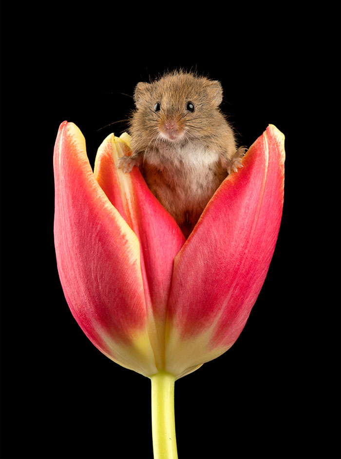 cute harvest mice in tulips miles herbert 11 5ad097e1c8b65 700
