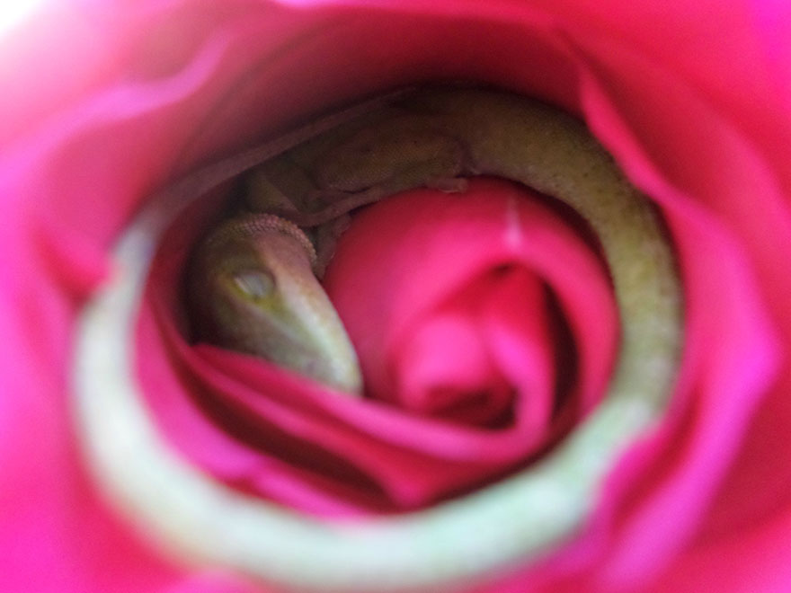 sleeping lizard rose flower 2
