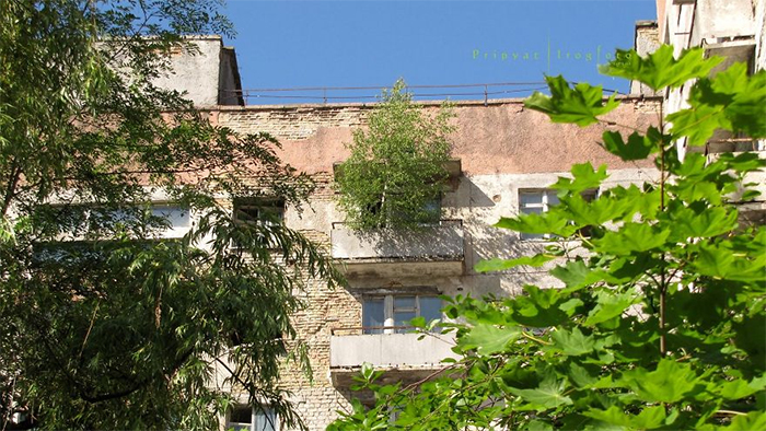 nature taking over chernobyl pripyat 103 5d0c98009c6cb 700