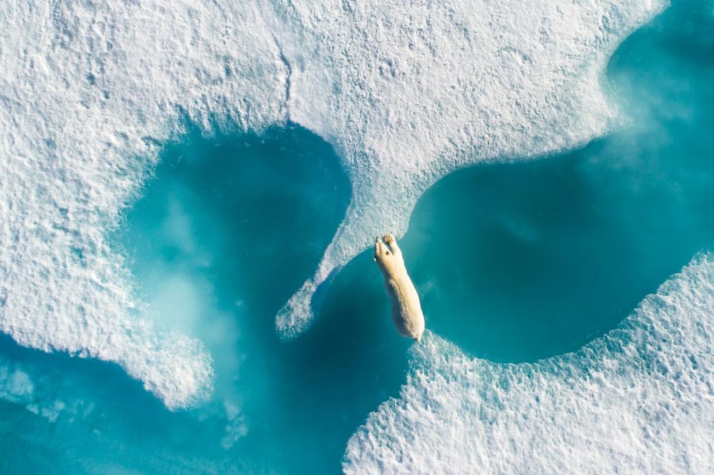 Một chú gấu Bắc Cực nhảy từ tảng băng này qua một tảng băng khác ở Đảo Baffin thuộc Canada, khu vực phía bắc của Vòng Cực Bắc. Ảnh: Florian Ledoux.