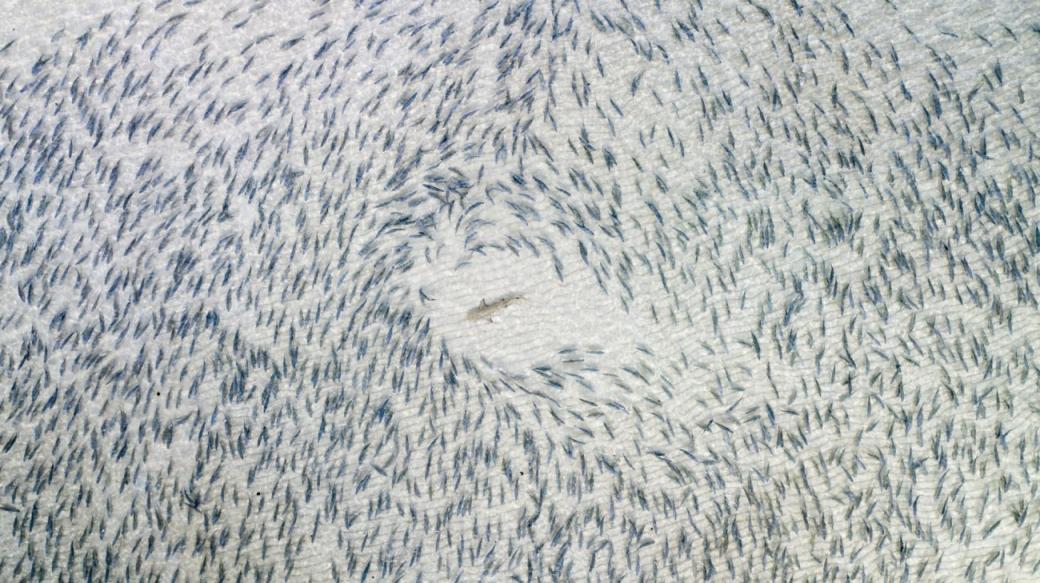 Ở trung tâm bức ảnh là một con cá mập, nó đang đuổi vòng quanh những con cá nhỏ hơn để biến chúng thành bữa ăn của mình. Hình ảnh được chụp ở ngoài khơi Đảo Abaco, Bahamas. Ảnh: Adam Barker.