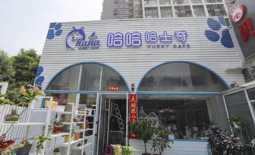 Nếu có dịp du lịch Bắc Kinh, hãy ghé qua quán cà phê này để được tha hồ tung tăng với những chú Husky nhé.