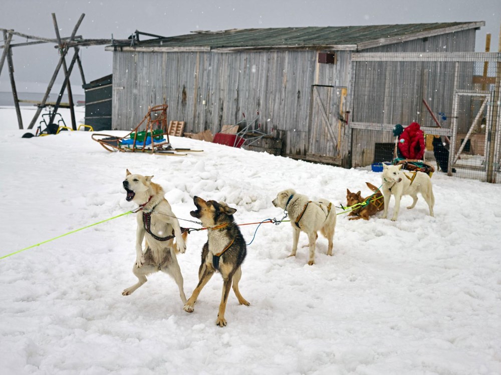 Những chú chó được nuôi bởi các nhà khoa học sống tại đây. Sau mỗi ngày làm việc căng thẳng, các nhà khoa học sẽ thả chúng ra và cùng chơi đùa với nhau trên tuyết.