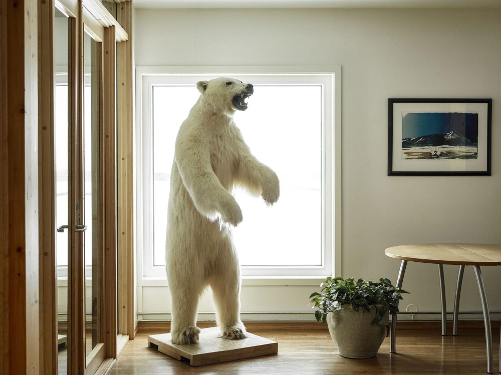 Một chú gấu trắng Bắc Cực đi vào phòng ăn chung của tất cả trạm nghiên cứu tại Ny-Ålesund.