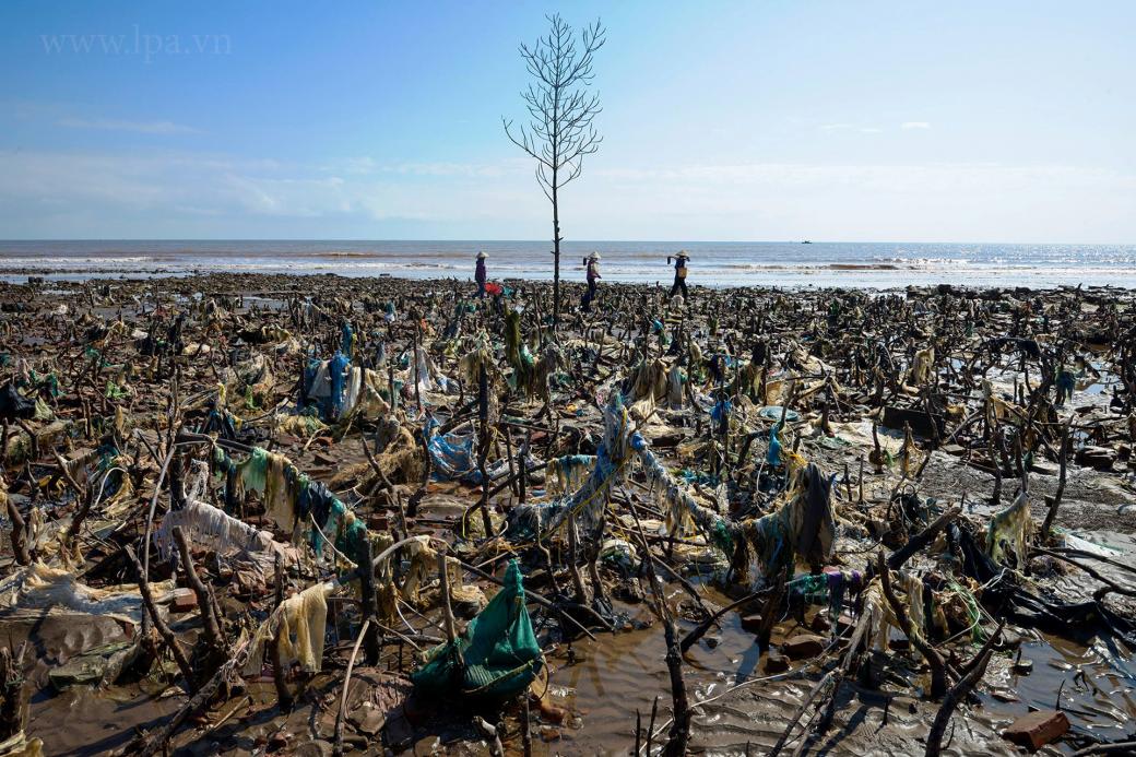Một khu rừng cây cạnh biển đã chết, cũng chính là nơi rác thải nhựa mới lộ diện. Khi chúng bị sóng đánh vào bờ đã mắc vào cây không trôi ngược ra biển được nữa. Ảnh chụp tại Nam Định vào 12/2018.