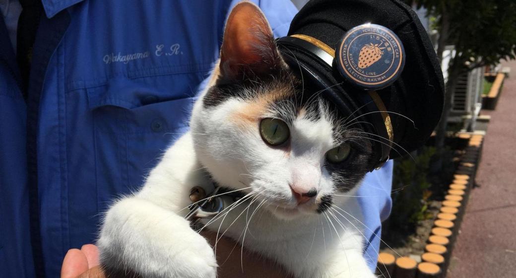 Yontama (tức Tama đệ tứ) là cô mèo đương nhiệm giữ vai trò quản lý nhà ga ở tuyến đường sắt tại tỉnh Wakayama.