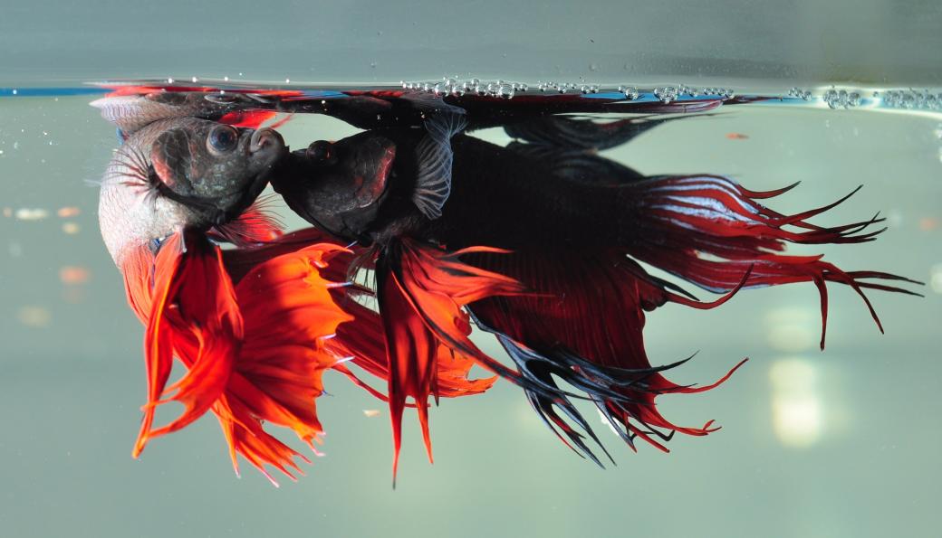 betta siamese fighting fish underwater tropical psychedelic 2937x1682