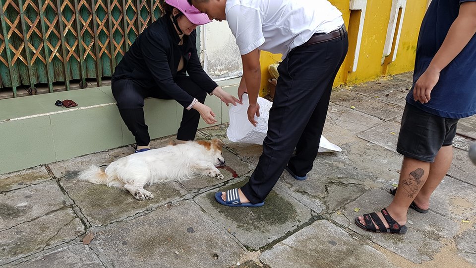 Thương chú chó bị xe cán chết, người dân Phú Yên chung tay làm đám tang