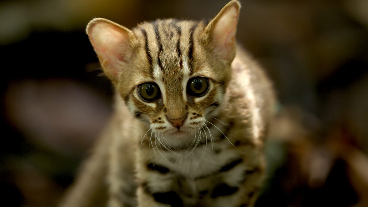 Mèo đốm gỉ - Loài mèo nhỏ nhất thế giới có nguy cơ biến mất vĩnh viễn