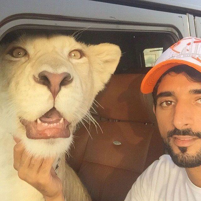 sheikh hamdan pet lione