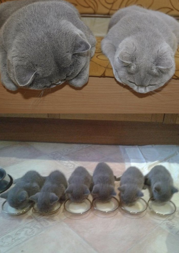 1 the family of fluffy cat nuggets