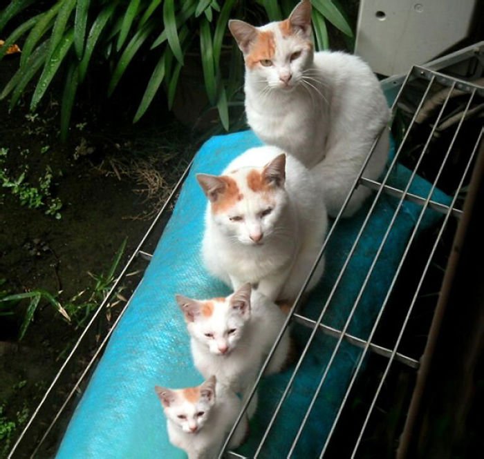 meet these matryoshka cats posing beautifully