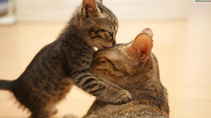 such adorable relation between a kitty and her mommy