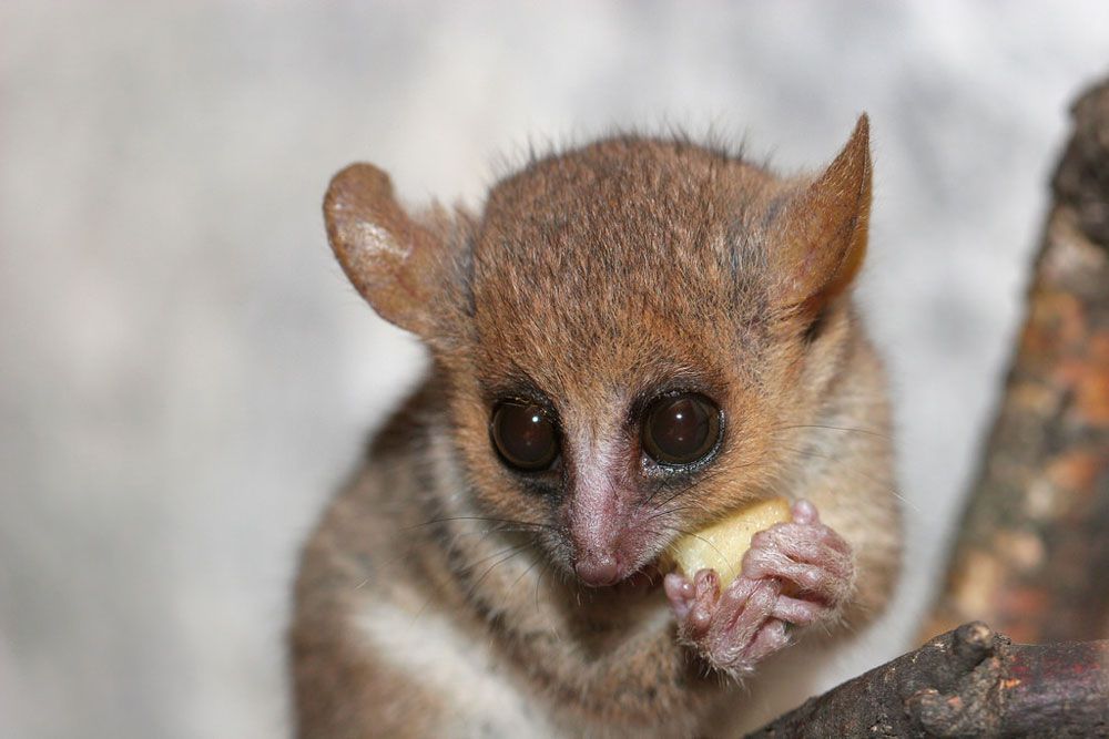 Mouse lemurs đang gặm một mẫu phô mai. Nguồn hình: A. J. Haverkamp/Flickr.