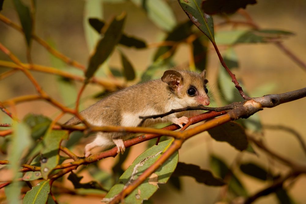 Sau khi được phát hiện và công nhận là một loài, Pygmy possum giờ đây được chính phủ Australia quan tâm và đưa vào những khu bảo tồn thiên nhiên. Nguồn hình: Janelle Lugge/Shutterstock.