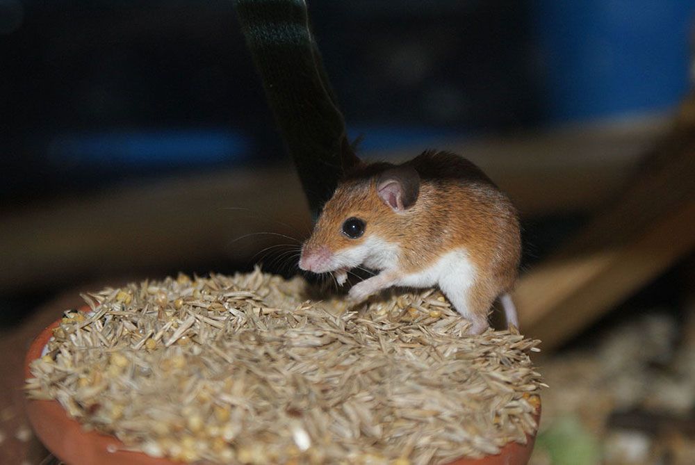 Loài chuột Pygmy Châu Phi ăn rất ít nhưng có tập tính tìm thật nhiều thức ăn và chất thành đống lớn trước cửa hang. Nguồn hình: Wikimedia Commons.