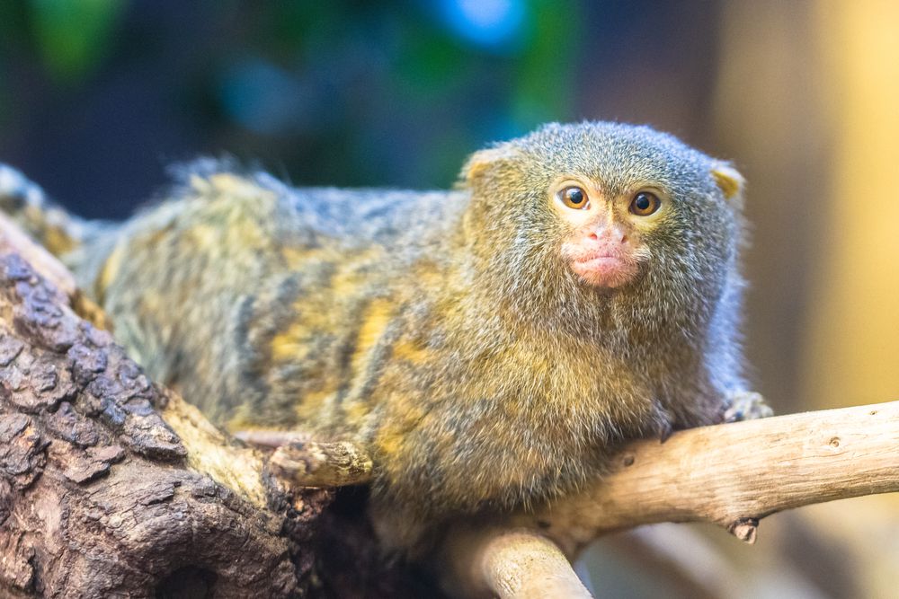 Pygmy marmoset Có vẻ ngoài khá đầy đặn, nhưng thật ra chúng có thể chui vừa vào túi áo người vì quá bé nhỏ. Nguồn hình: Dmitri Gomon/Shutterstock.