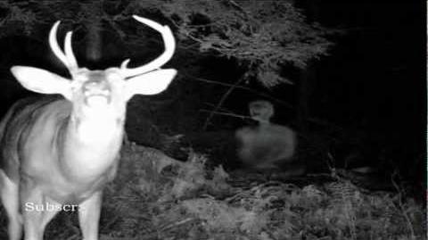 scary alien hybrid caught on deer cam 2012 hd