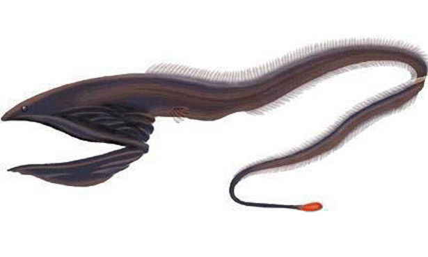 gulper eel