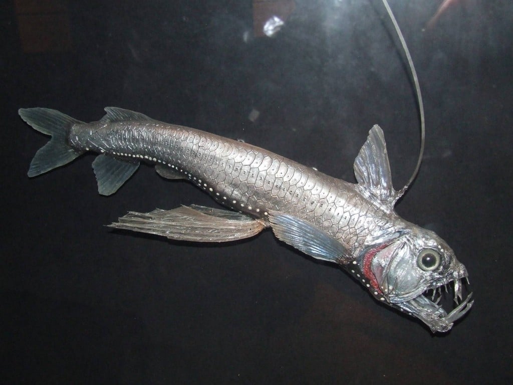 viperfish