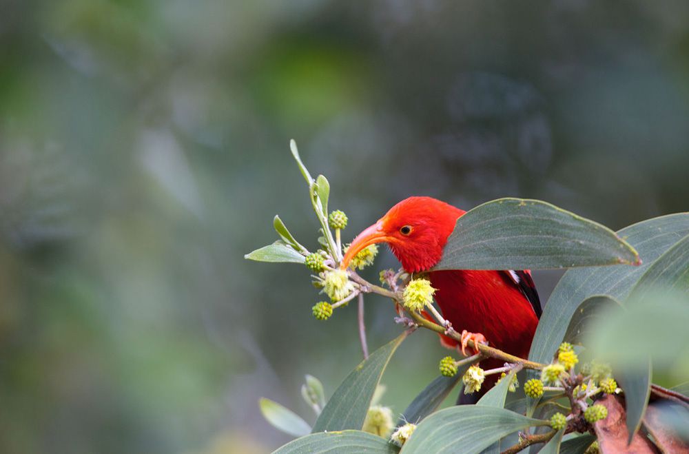 Tên của loài chim I'iwi trong tiếng Hawaii nghĩa là chim hút mật. Ảnh: Ludovic Hirlimann/Wikimedia Commons.