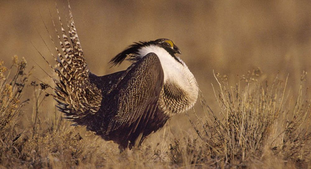 Một con Gunnison sage-grouse đực trưởng thành với bộ lông ấn tượng. Ảnh: Carlos H. Pacheco/Wikimedia Commons.