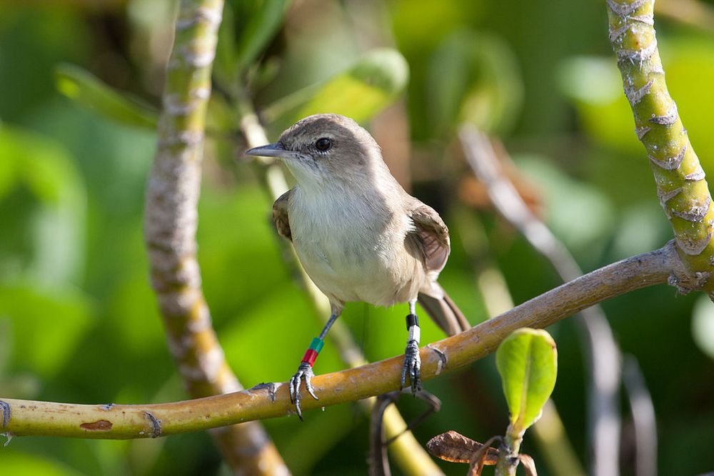 Chim chích cối xay là một loài chim nhỏ và sống sâu trong các cánh rừng trên đảo Nihoa, khiến các nhà khoa học khó tiếp cận để nghiên cứu về nó. Ảnh: R. Kohley/U.S. Fish and Wildlife Services.