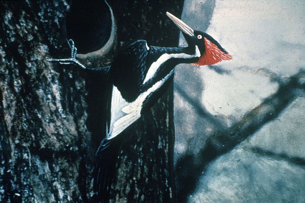 Được nhìn thấy lần cuối vào năm 1987, giới khoa học cho đến nay vẫn chưa xác định được rằng chim gõ kiến mỏ gà đã tuyệt chủng hay chưa. Ảnh: Wikimedia Commons.