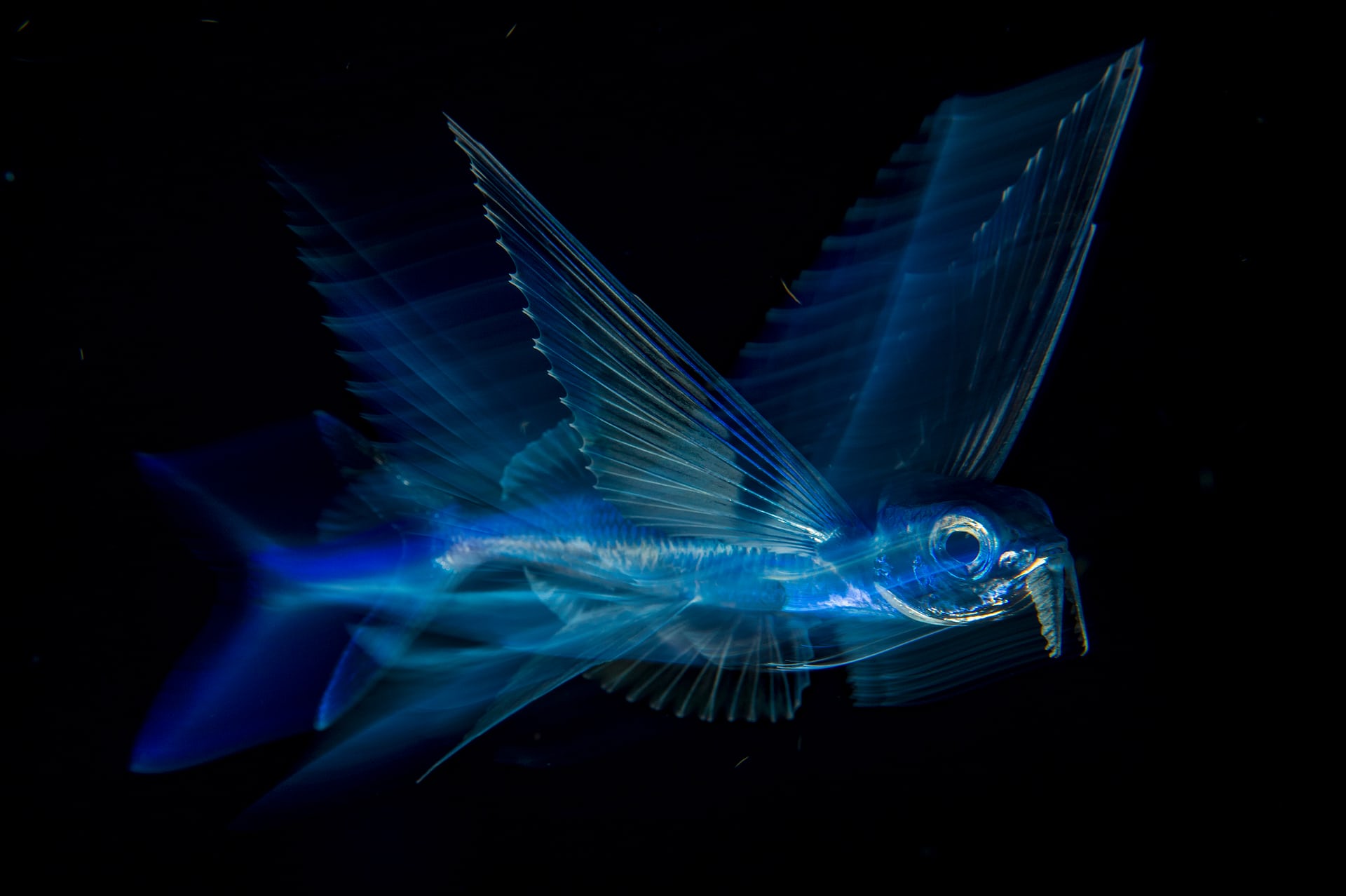 Giải ba hạng mục Thiên nhiên. Một con cá bay đang bơi ở vùng biển Đại Tây Dương, gần Vịnh Stream, ngoài khơi bờ biển Palm, bang Florida của Hoa Kỳ. Ảnh: Michael Patrick O'Neill.