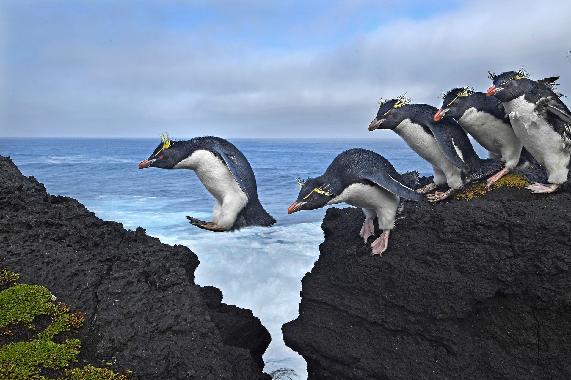 Giải nhì hạng mục Môi trường. Những con chim cánh cụt Rockhopper đang nhảy qua những tảng đá, như đúng tên gọi của chúng, ở một hòn đảo nằm giữa Ấn Động Dương, thuộc Châu Phi và gần Châu Nam Cực. Ảnh: Thomas P. Peschak.