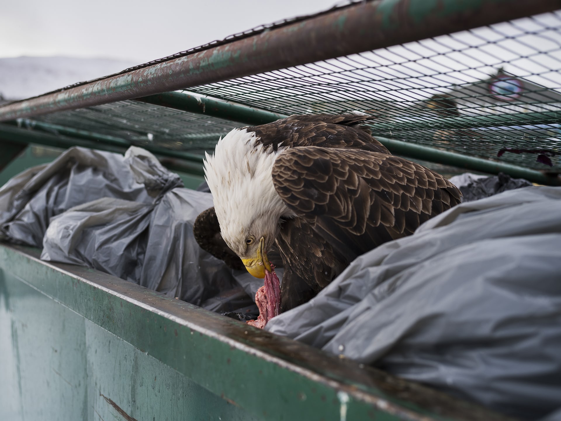 Giải nhất hạng mục Thiên nhiên. Một con đại bàng đầu trắng đang ăn một miếng thịt sống trong thùng rác phía sau một siêu thị, ảnh chụp ở Dutch Harbor, Alaska, Hoa Kỳ. Ảnh: Corey Arnold/AP.