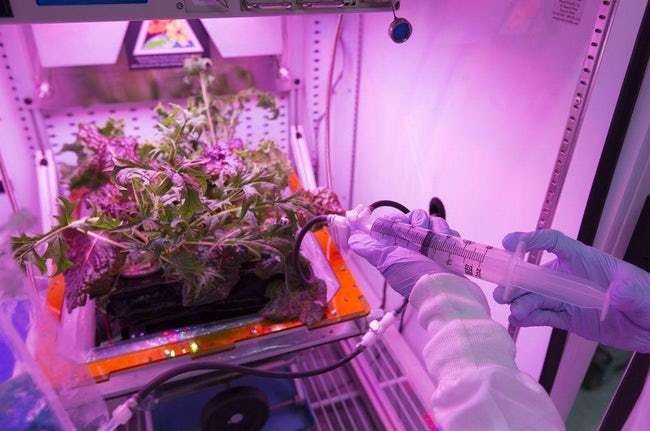 a lettuce garden is growing on the iss photo u1 w650q60fmjpgfitcropcropfaces