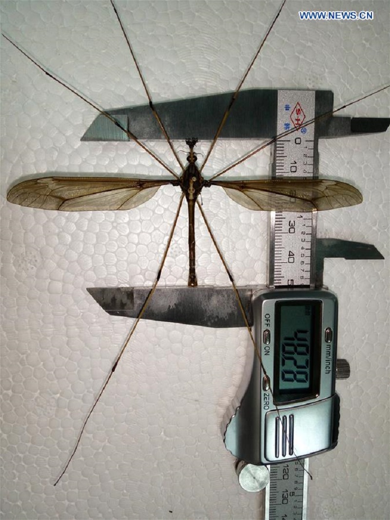 giant mosquito 1