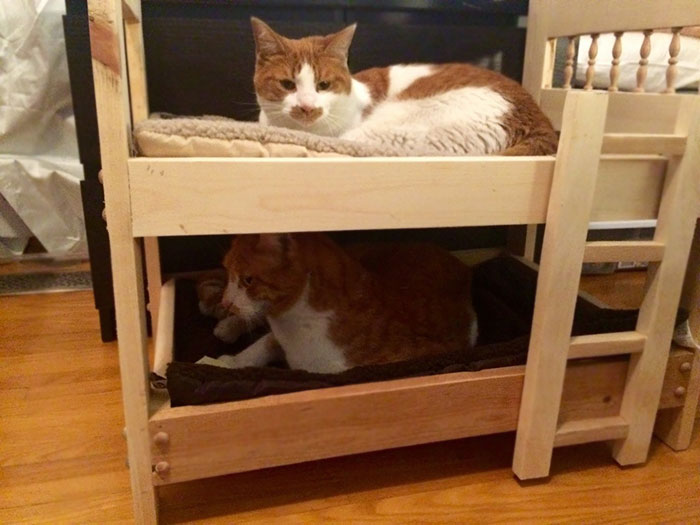 my dad who hates cats built bunkbeds for my boys